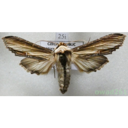 Cucullia verbasci (Linnaeus, 1758) Czech25i